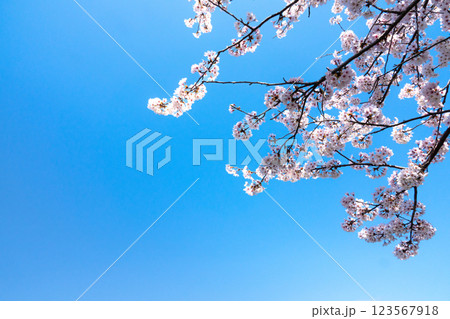 爽やかな青空と桜とコピースペース 爽やかな青空と桜とコピースペース 123567918