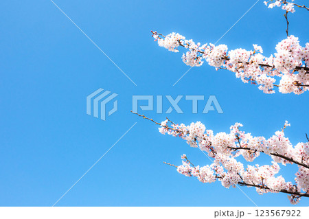 爽やかな青空と桜とコピースペース 爽やかな青空と桜とコピースペース 123567922