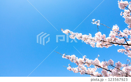 爽やかな青空と桜とコピースペース 123567923