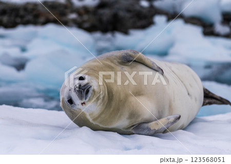 Crabeater Seal resting on a sheet of ice Crabeater Seal resting on a sheet of ice 123568051