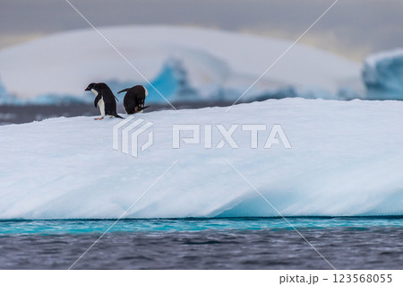 Adelie Penguin standing on an iceberg 123568055