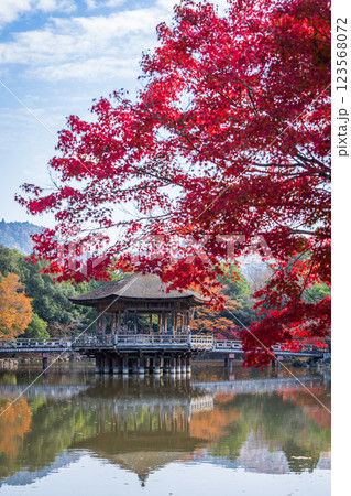 【紅葉】秋の奈良公園　浮見堂 123568072