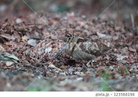 ヤマシギ 123568198