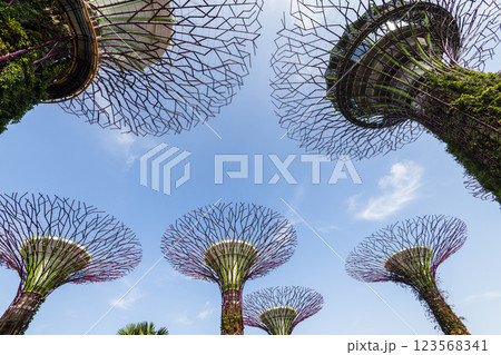 Low-angle view of the Supertree Grove at Gardens by the Bay in Singapore, there is an exhilarating light and musical show at night. Low-angle view of the Supertree Grove at Gardens by the Bay in Singapore, there is an exhilarating light and musical show at night. 123568341