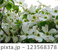 満開の白いハナミズキ 123568378