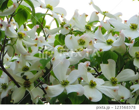 満開の白いハナミズキ 123568378