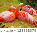 寄り添って眠るフラミンゴ 123568379