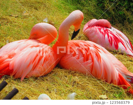 寄り添って眠るフラミンゴ 123568379
