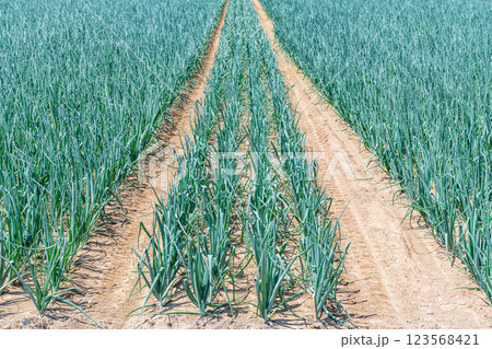 路地栽培されている日本産玉ねぎ 123568421