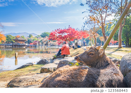 【秋】奈良公園の鹿【紅葉】 【秋】奈良公園の鹿【紅葉】 123568443