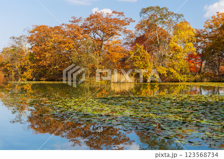 秋の北海道 紅葉の大沼公園 秋の北海道 紅葉の大沼公園 123568734