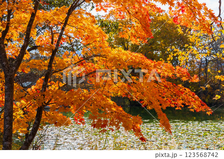秋の北海道　紅葉の大沼公園　 123568742
