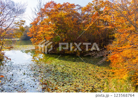 秋の北海道　紅葉の大沼公園　 123568764