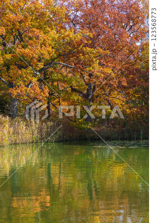 秋の北海道 紅葉の大沼公園 秋の北海道 紅葉の大沼公園 123568773