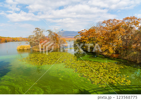 秋の北海道　紅葉の大沼公園　 123568775