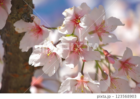 大船フラワーセンターの桜 123568903