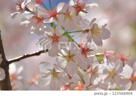 大船フラワーセンターの桜 123568904