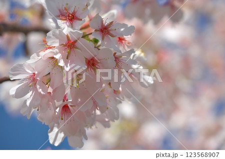 大船フラワーセンターの桜 123568907