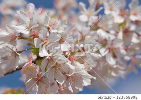 大船フラワーセンターの桜 123568908