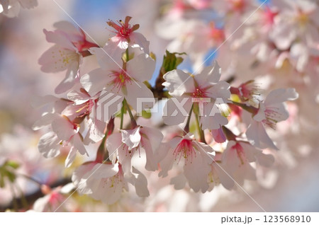 大船フラワーセンターの桜 123568910