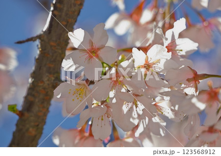 大船フラワーセンターの桜 123568912
