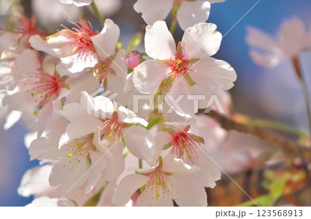 大船フラワーセンターの桜 大船フラワーセンターの桜 123568913