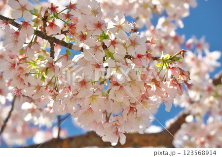 大船フラワーセンターの桜 123568914