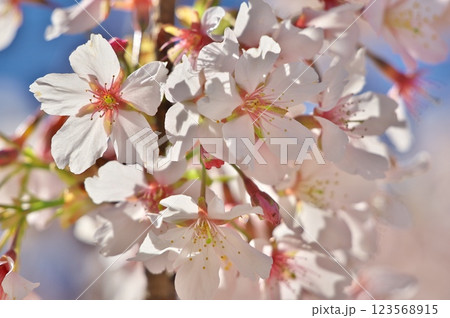 大船フラワーセンターの桜 123568915