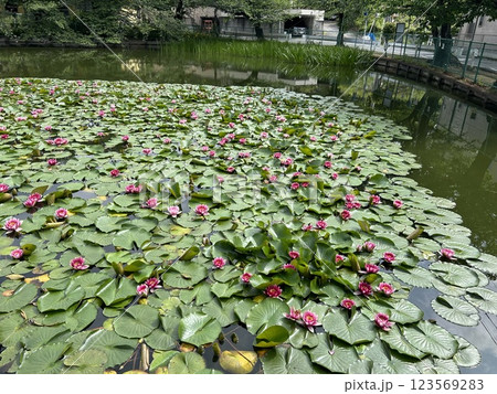 5月中旬、池の上に咲く赤い蓮の花です。 5月中旬、池の上に咲く赤い蓮の花です。 123569283