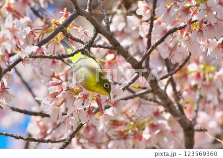 桜の密を吸うメジロ（大船フラワーセンターにて） 123569360