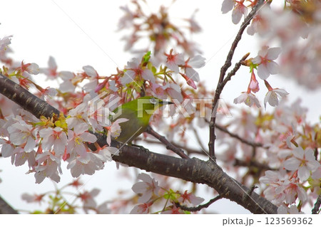 桜の密を吸うメジロ（大船フラワーセンターにて） 123569362