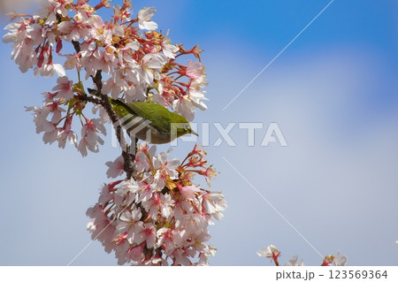 桜の密を吸うメジロ（大船フラワーセンターにて） 123569364