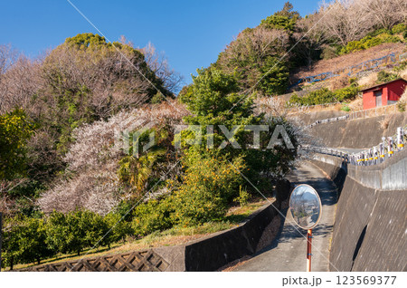 曽我別所の里山　田島峠の風景　早春 123569377