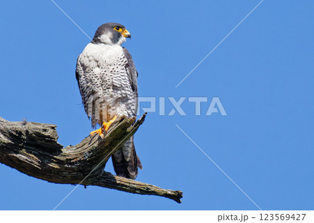 山奥の枯れ木から遠くを見るハヤブサ 山奥の枯れ木から遠くを見るハヤブサ 123569427