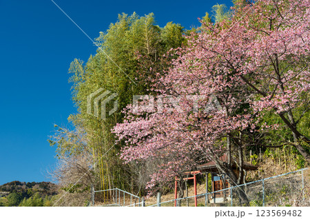 河津桜が咲く小さな神社　田島峠の風景 123569482