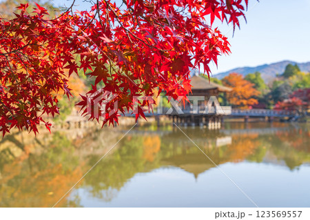 【秋】奈良公園の紅葉 【秋】奈良公園の紅葉 123569557