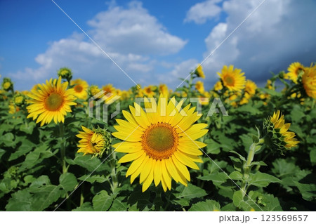 大牟田市　ひまわり畑、 123569657