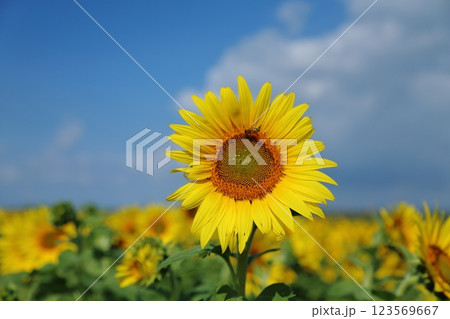 大牟田市 ひまわり畑、 大牟田市 ひまわり畑、 123569667