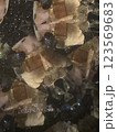 万華鏡1 123569683