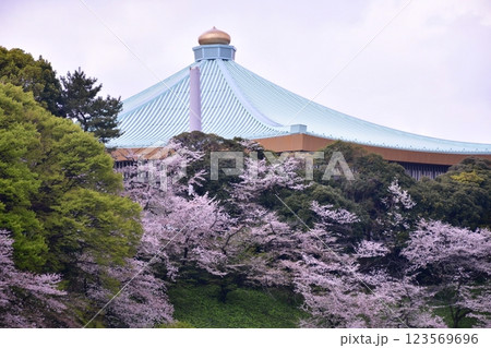 桜の北の丸公園 桜の北の丸公園 123569696