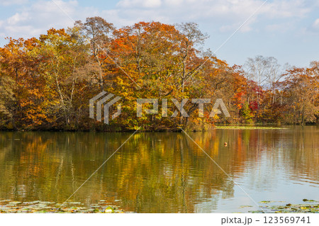 秋の北海道　紅葉の大沼公園 123569741