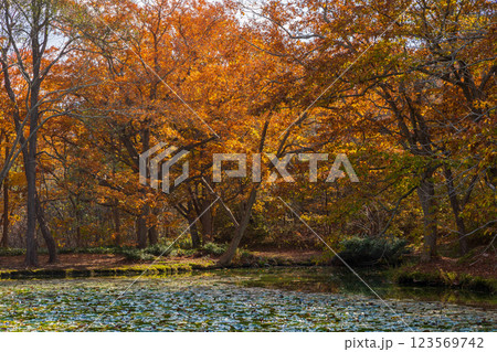 秋の北海道　紅葉の大沼公園 123569742