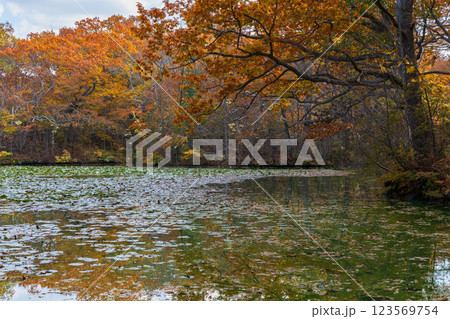 秋の北海道　紅葉の大沼公園 123569754