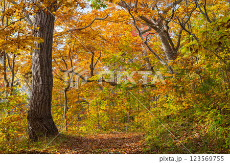秋の北海道　紅葉の大沼公園 123569755