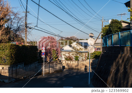 夕方の町中風景 鶴巻の町 枝垂れ梅 夕方の町中風景 鶴巻の町 枝垂れ梅 123569902