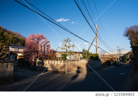夕方の町中風景　鶴巻の町　枝垂れ梅 123569903