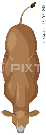 Top-Down View of a Cow 123570042