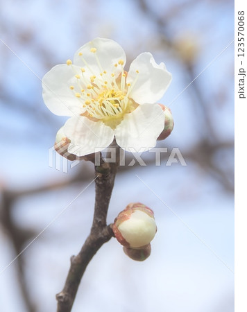 春陽を受ける梅の花と蕾(20250302103155) 春陽を受ける梅の花と蕾(20250302103155) 123570068