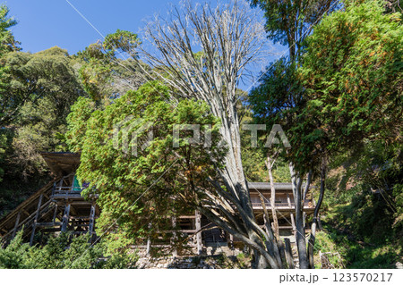日龍峯寺高澤観音境内の景色　北条政子の寄進した多宝塔のある寺 123570217