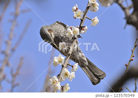ヒヨドリと梅の花 123570349